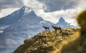 mont-blanc trekking 7 jours
