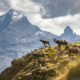 mont-blanc trekking 7 jours