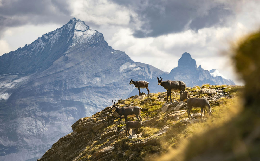 mont-blanc trekking 7 jours