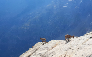 randonnée été mont-blanc guide